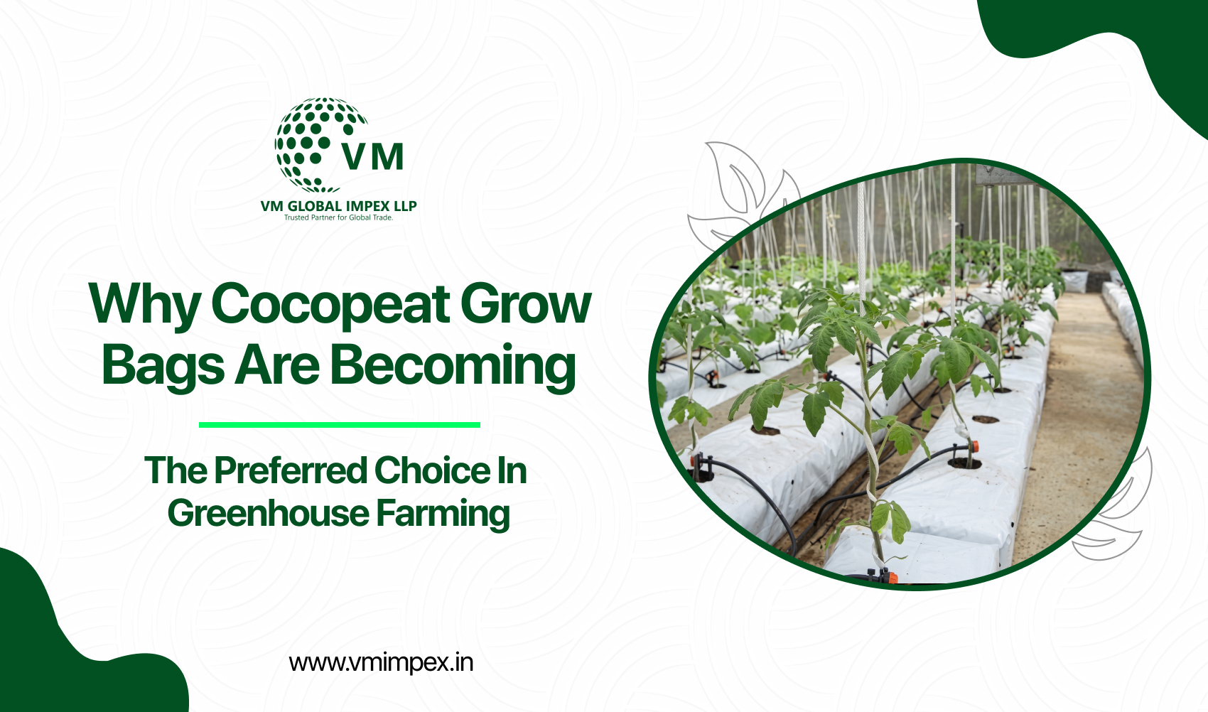 Why Cocopeat Grow Bags Are Becoming the Preferred Choice in Greenhouse Farming